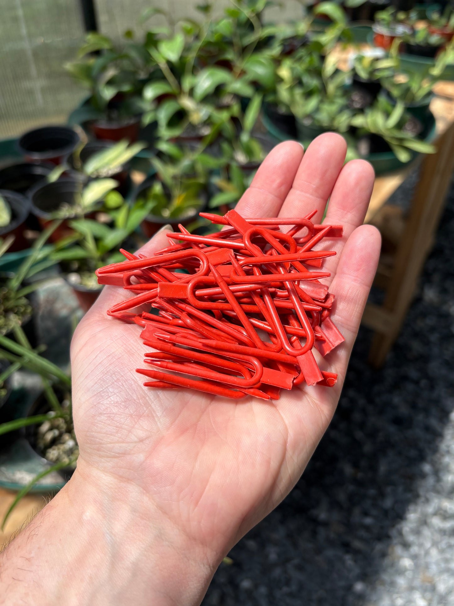Plant Pins