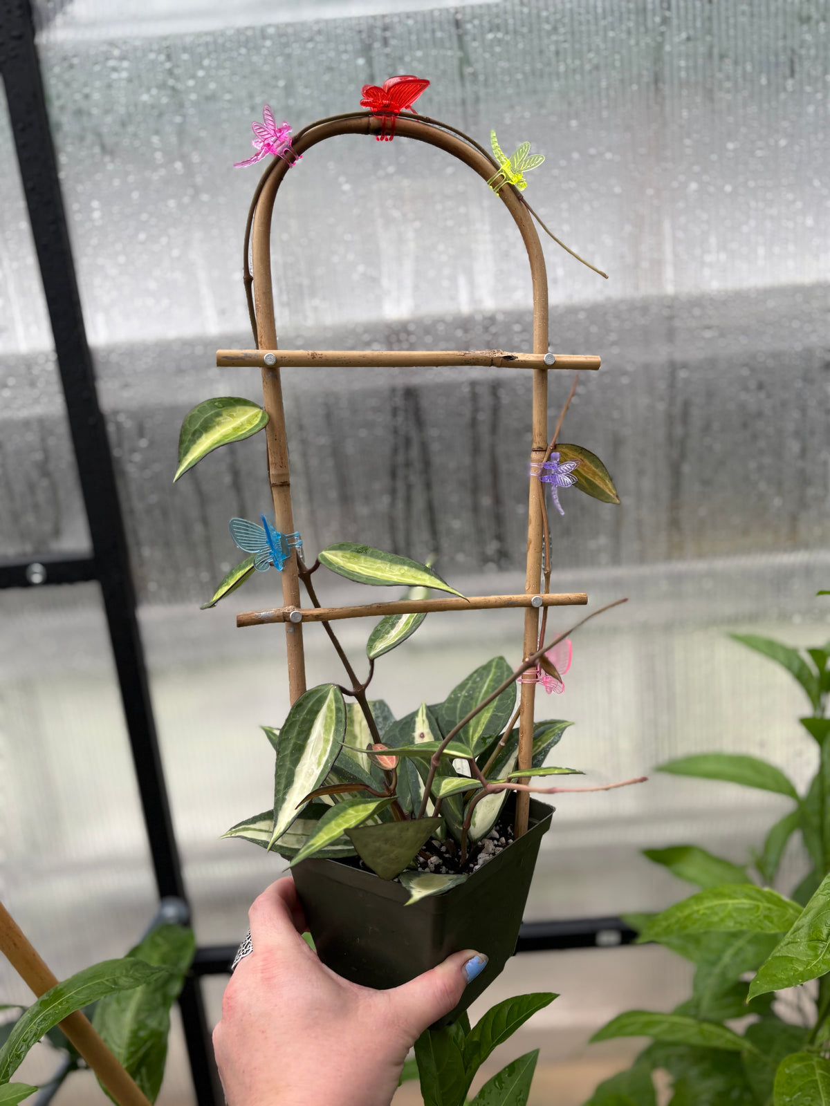 Butterfly & Dragonfly Plant Clips ($3 for 10 clips)